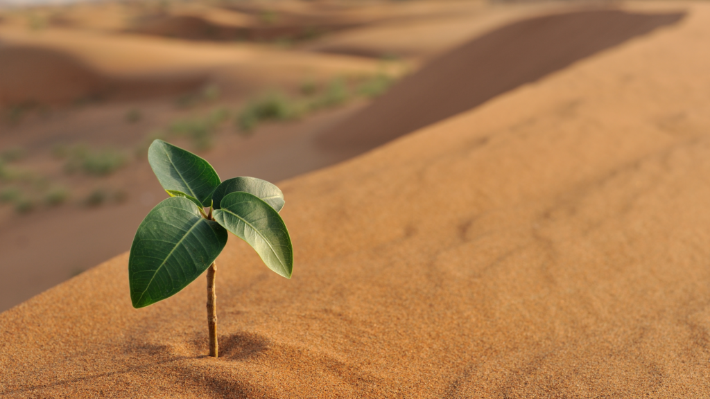 Plant growing in the desert getting unstuck.