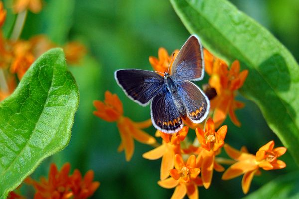 Karner Blue Butterfly